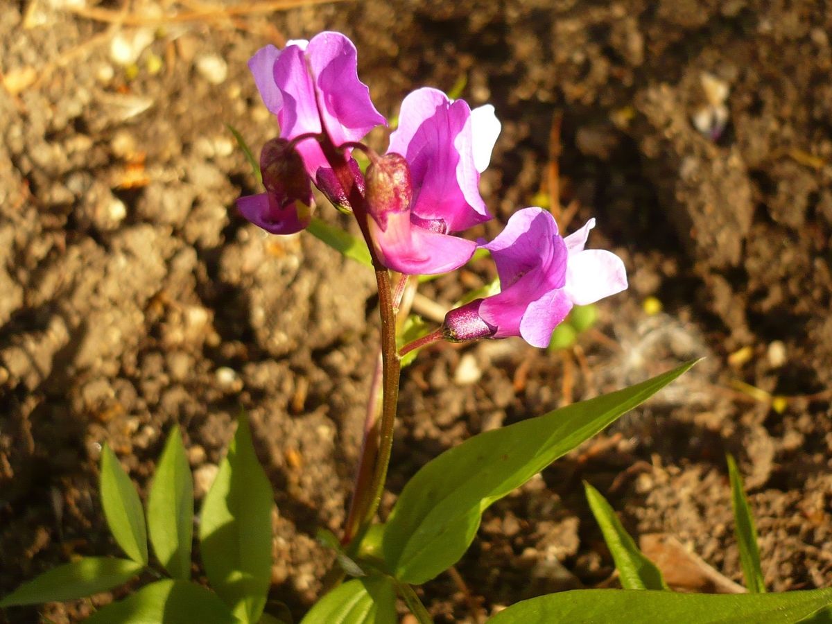 Lathyrus vernus (Fabaceae)